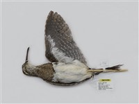 藏品(彩鷸)的圖片